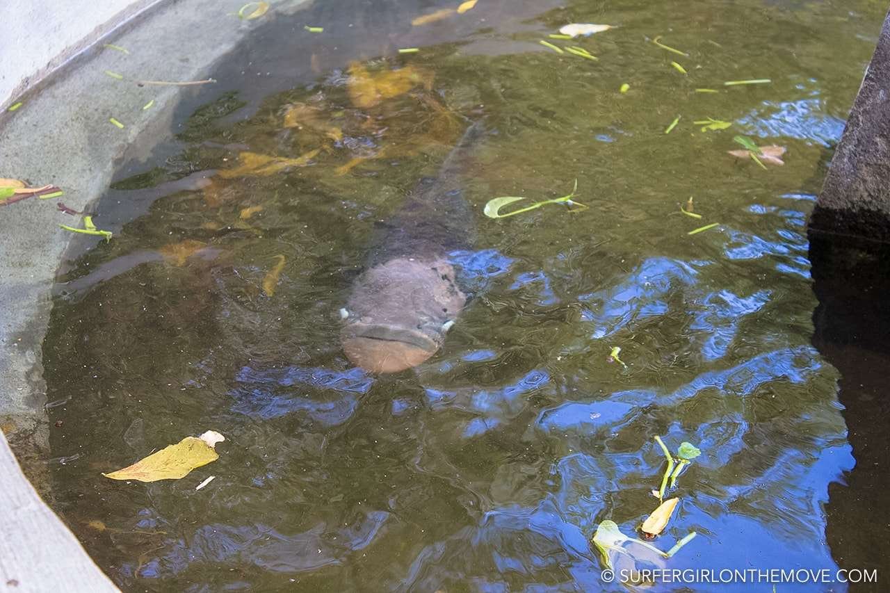 The pond at Deepa Uyana, Polonnaruwa