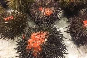 Festival Internacional do Ouriço do Mar International Sea Urchin Festival