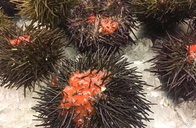 International Sea Urchin Festival — A Special Taste!