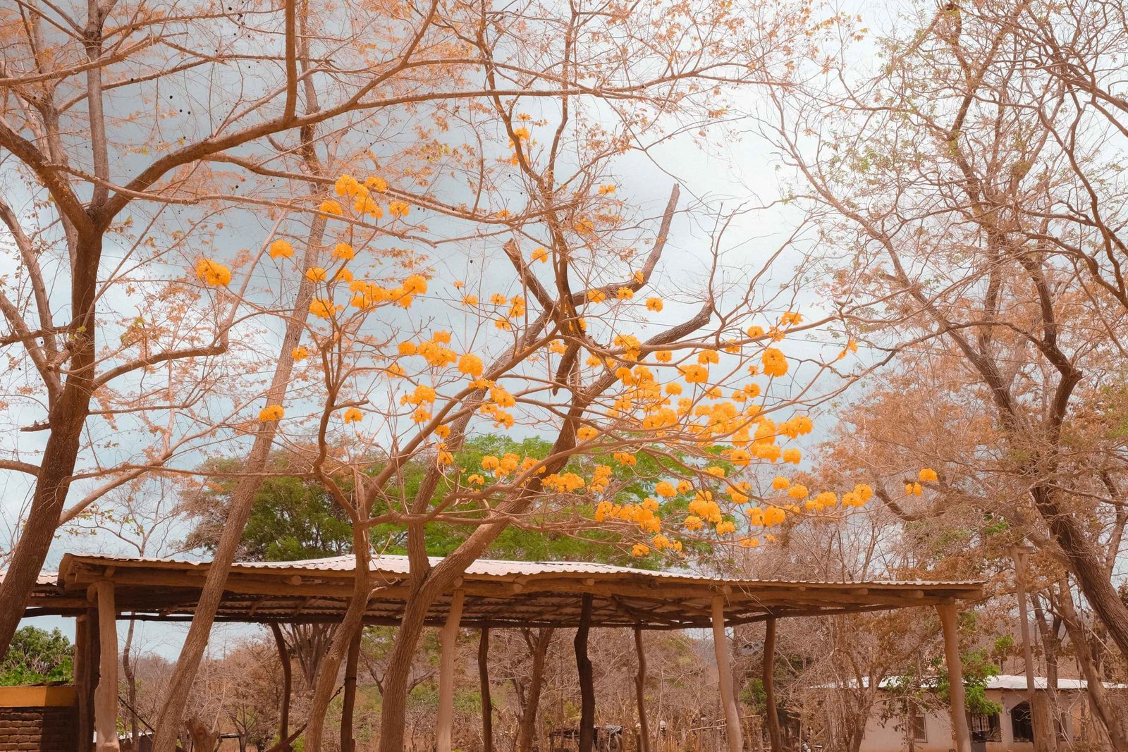 Natureza da Nicaragua