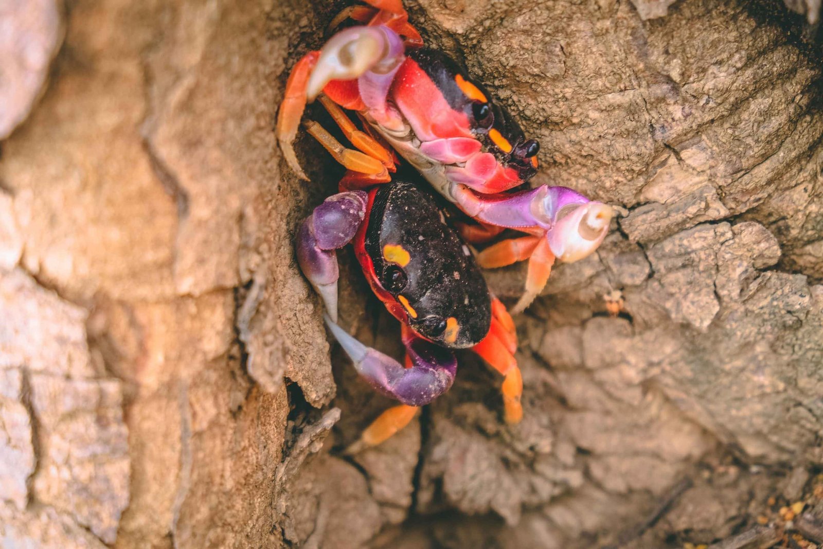 Caranguejos Nicaragua