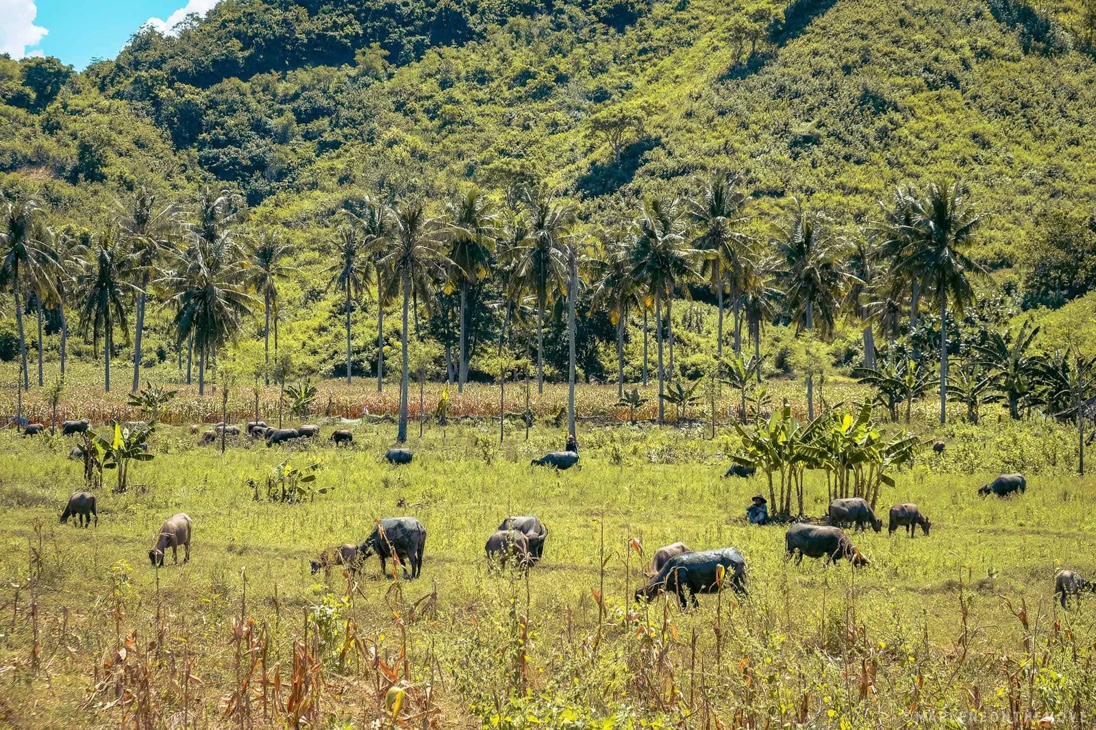 búfalos no campo em lombok. field fill of buffalos in lombok