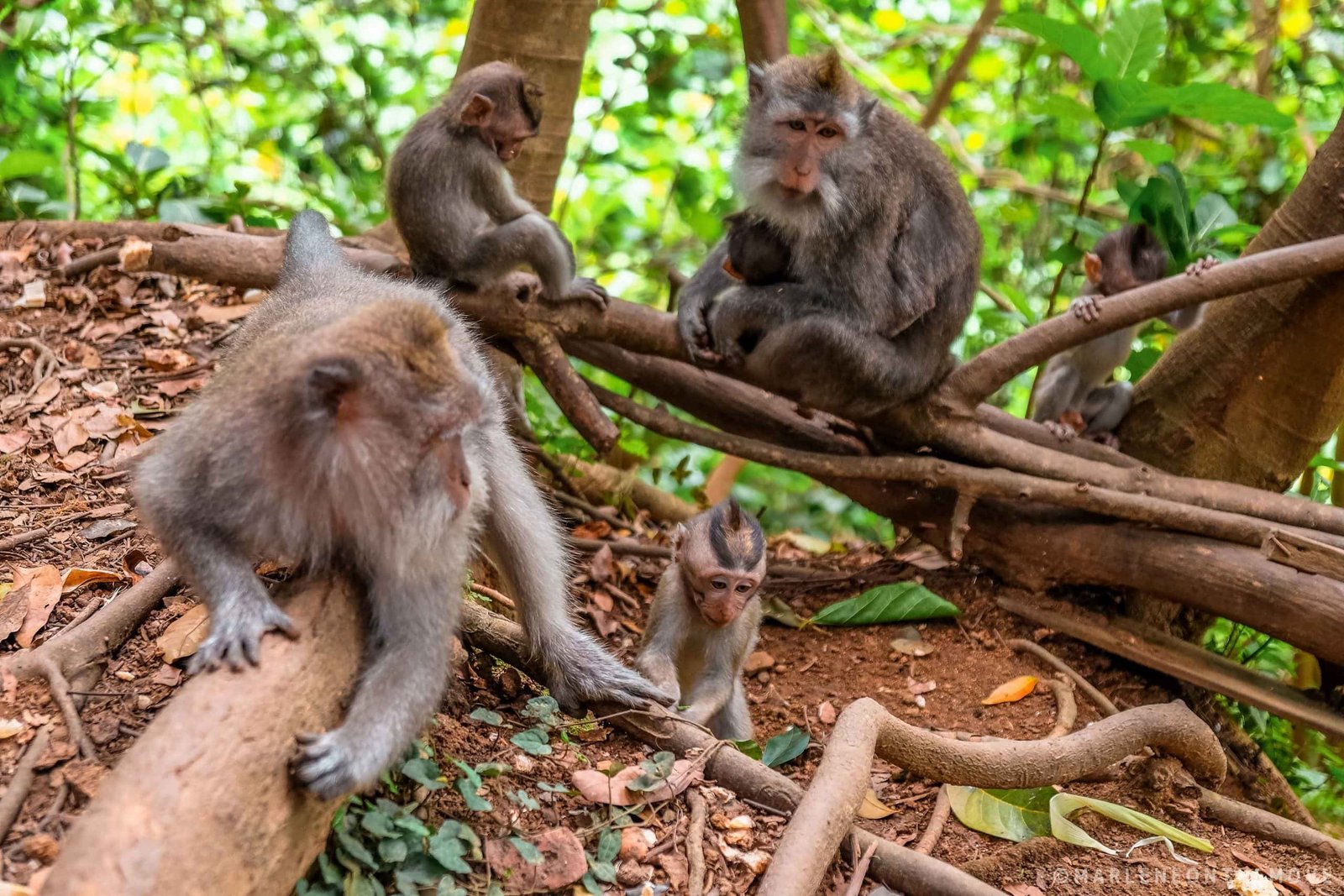 Monkey Forest Ubud Bali Indonesia