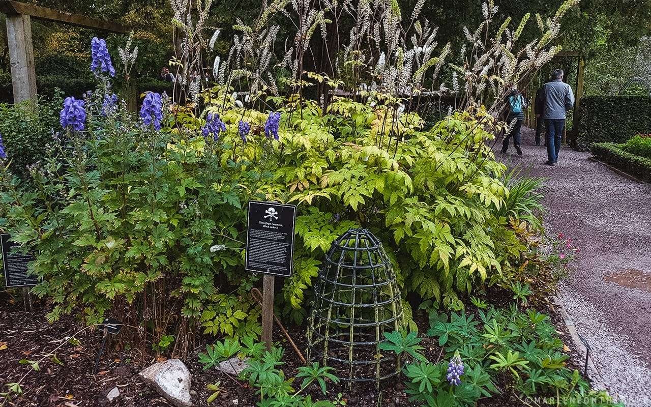 Castelo de Blarney-Poison Garden-Blarney Castle