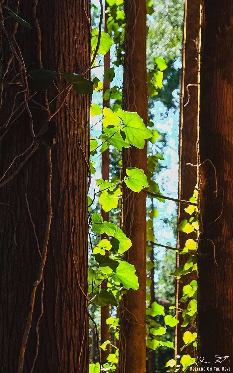 Açores Parque Grená Park Furnas São Miguel Azores