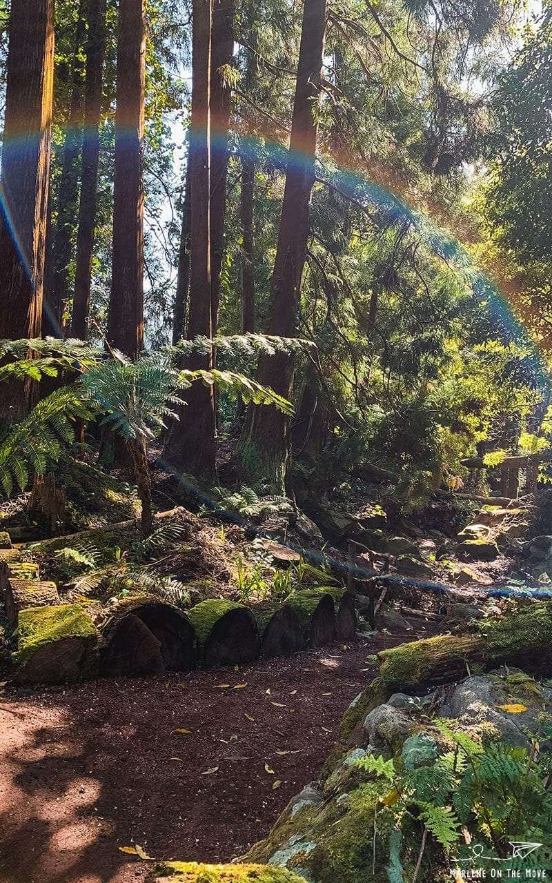 Açores Parque Grená Park Furnas São Miguel Azores