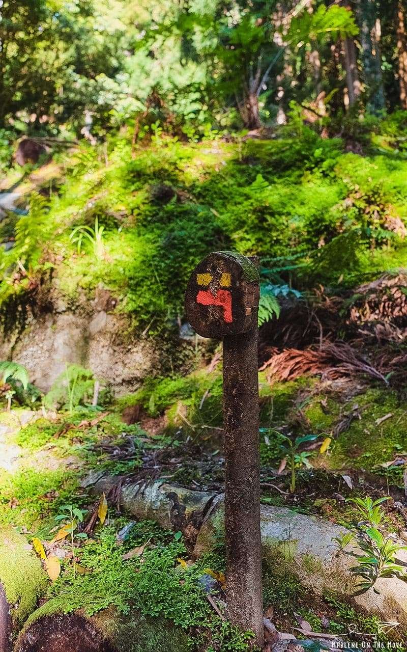 Açores Parque Grená Park Furnas São Miguel Azores
