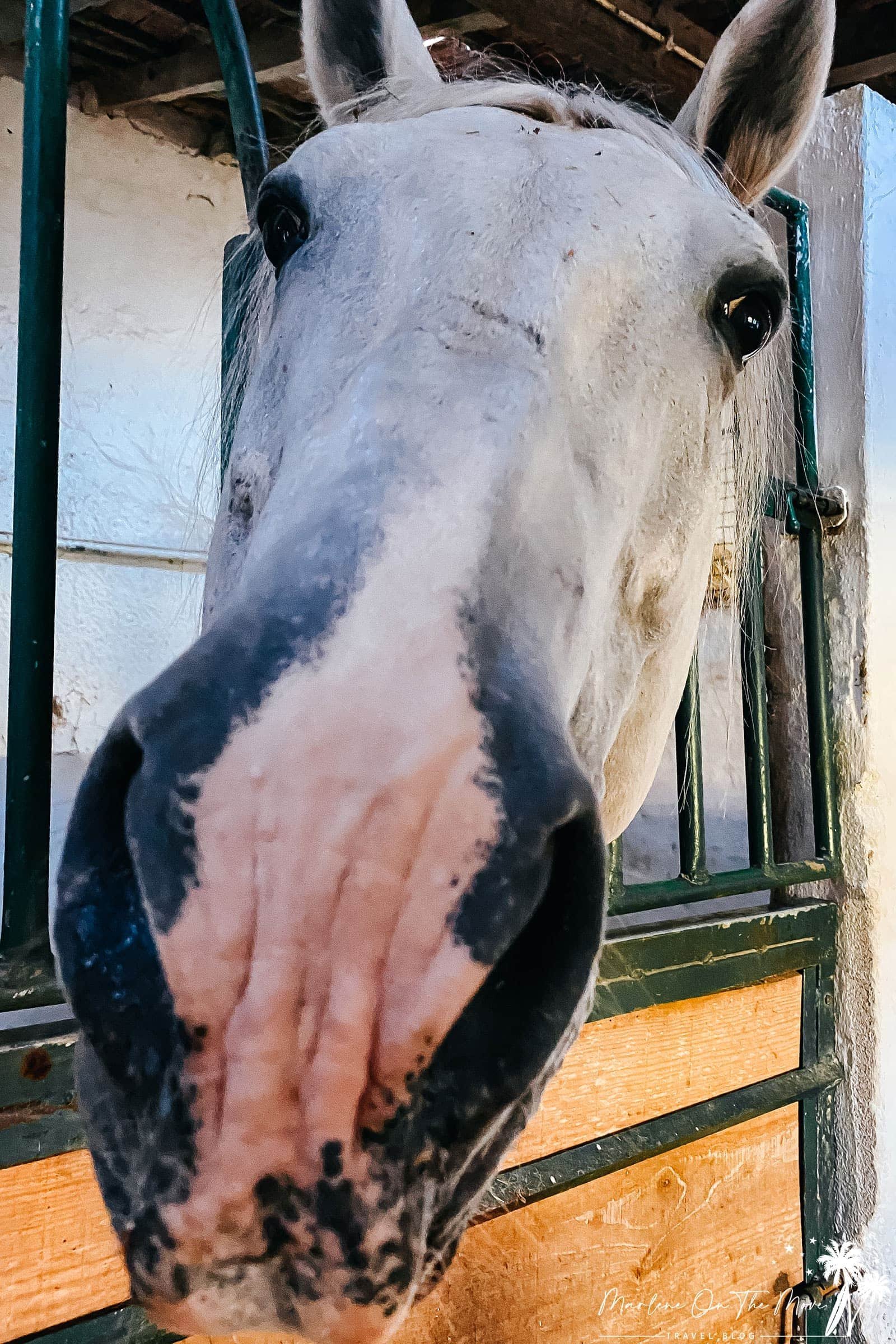 Cavalo/Horse Quinta da Foz do Arelho Portugal