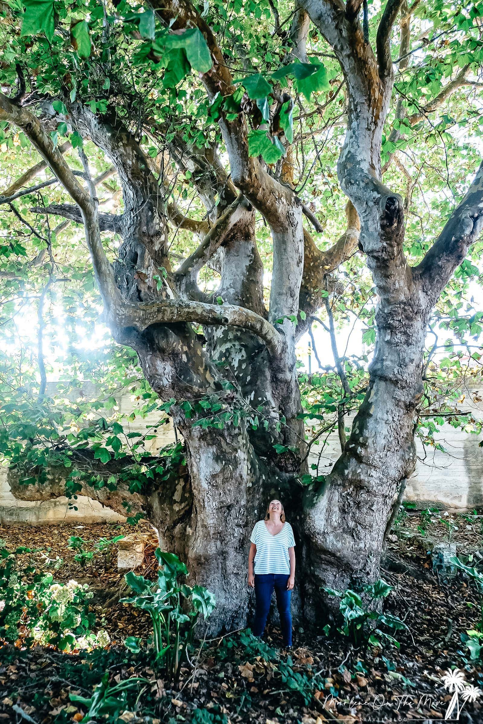 Árvore centenária/Old tree Quinta da Foz do Arelho Portugal