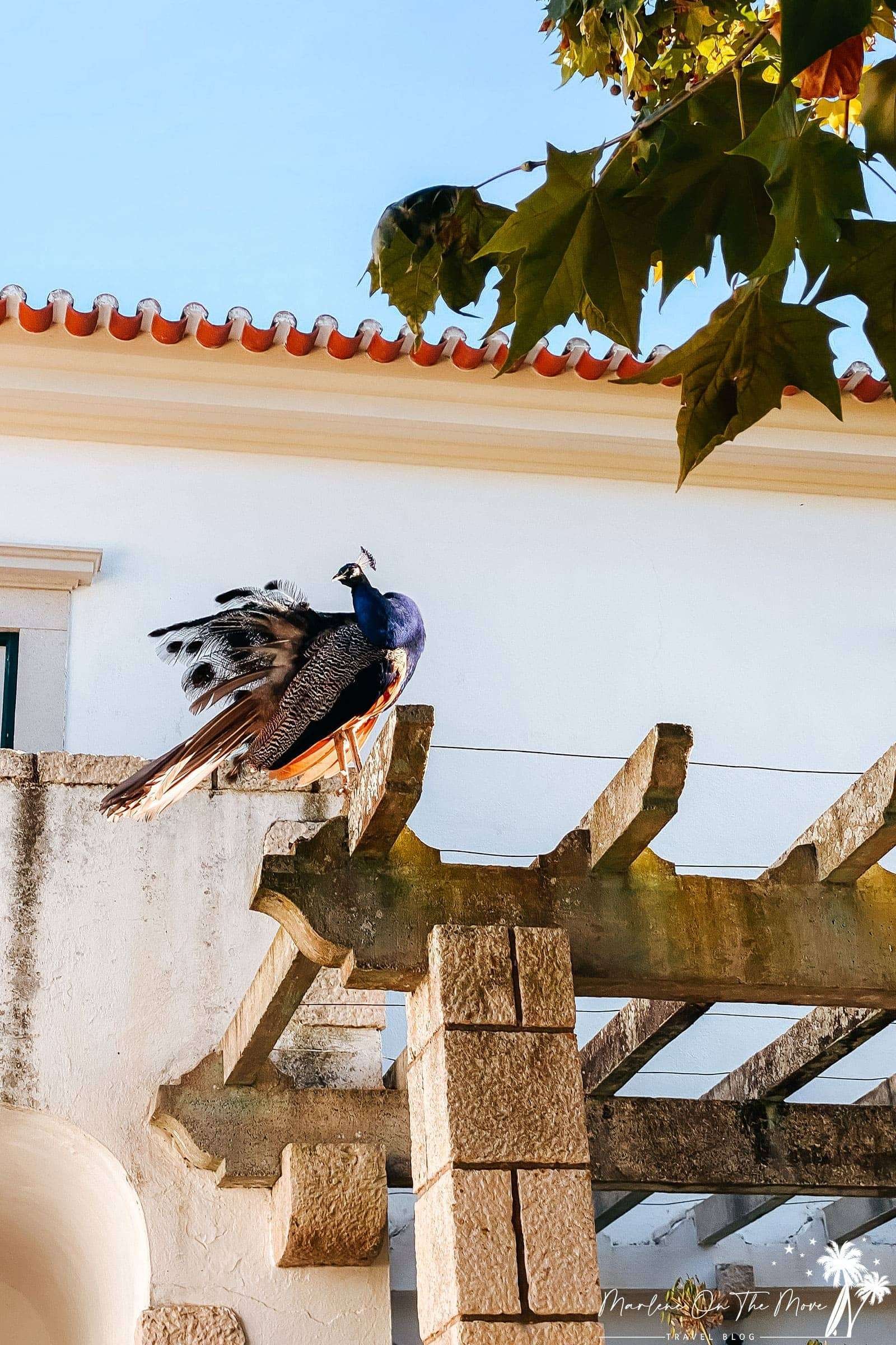 Pavão/Peacock Quinta da Foz do Arelho Portugal