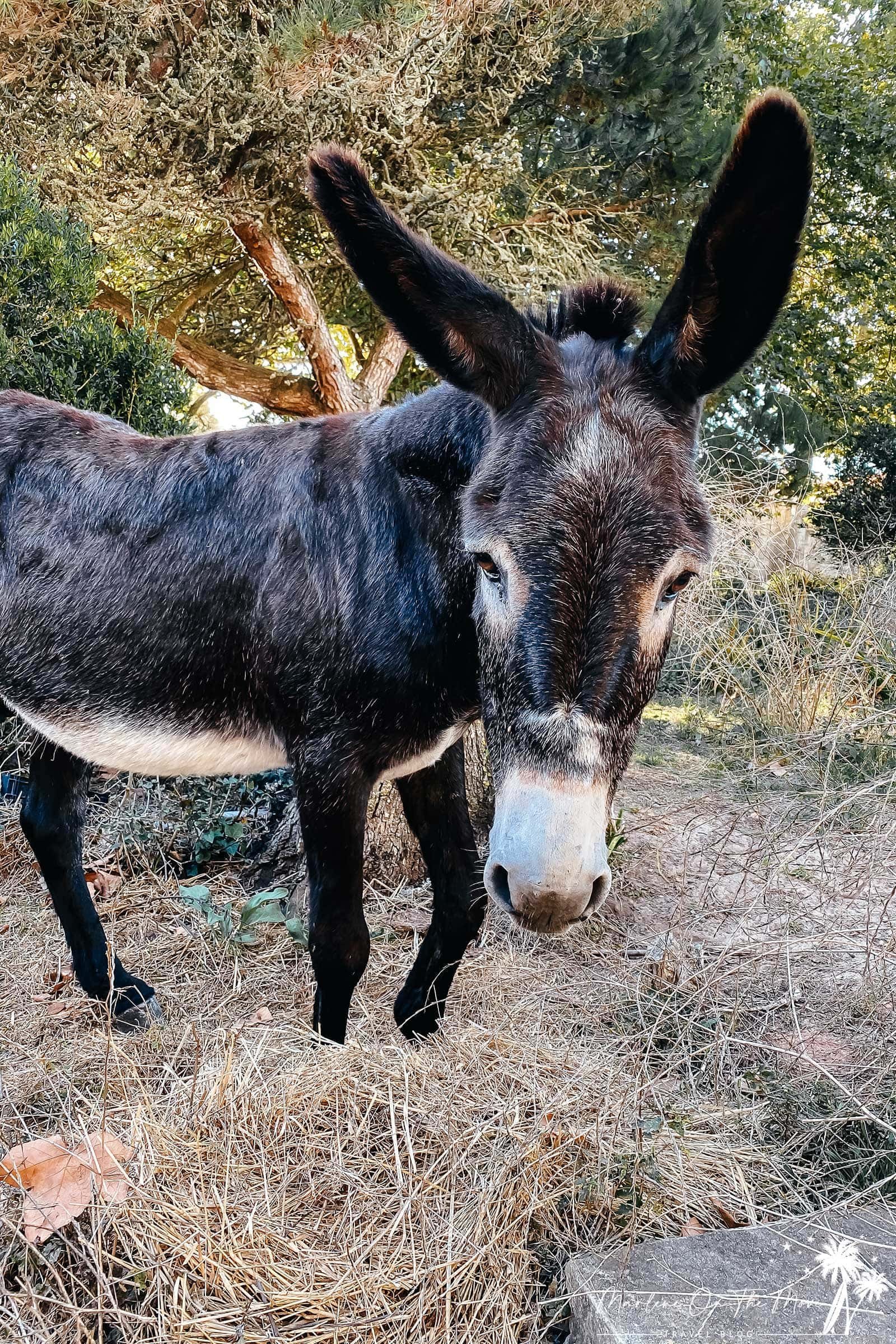 Burro/Donkey Quinta da Foz do Arelho Portugal