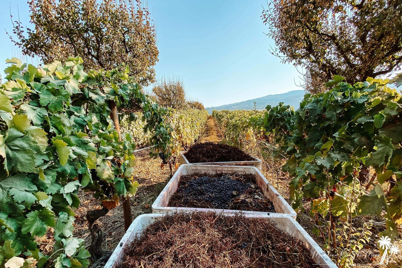 Vinha Quinta da Pacheca grapevine