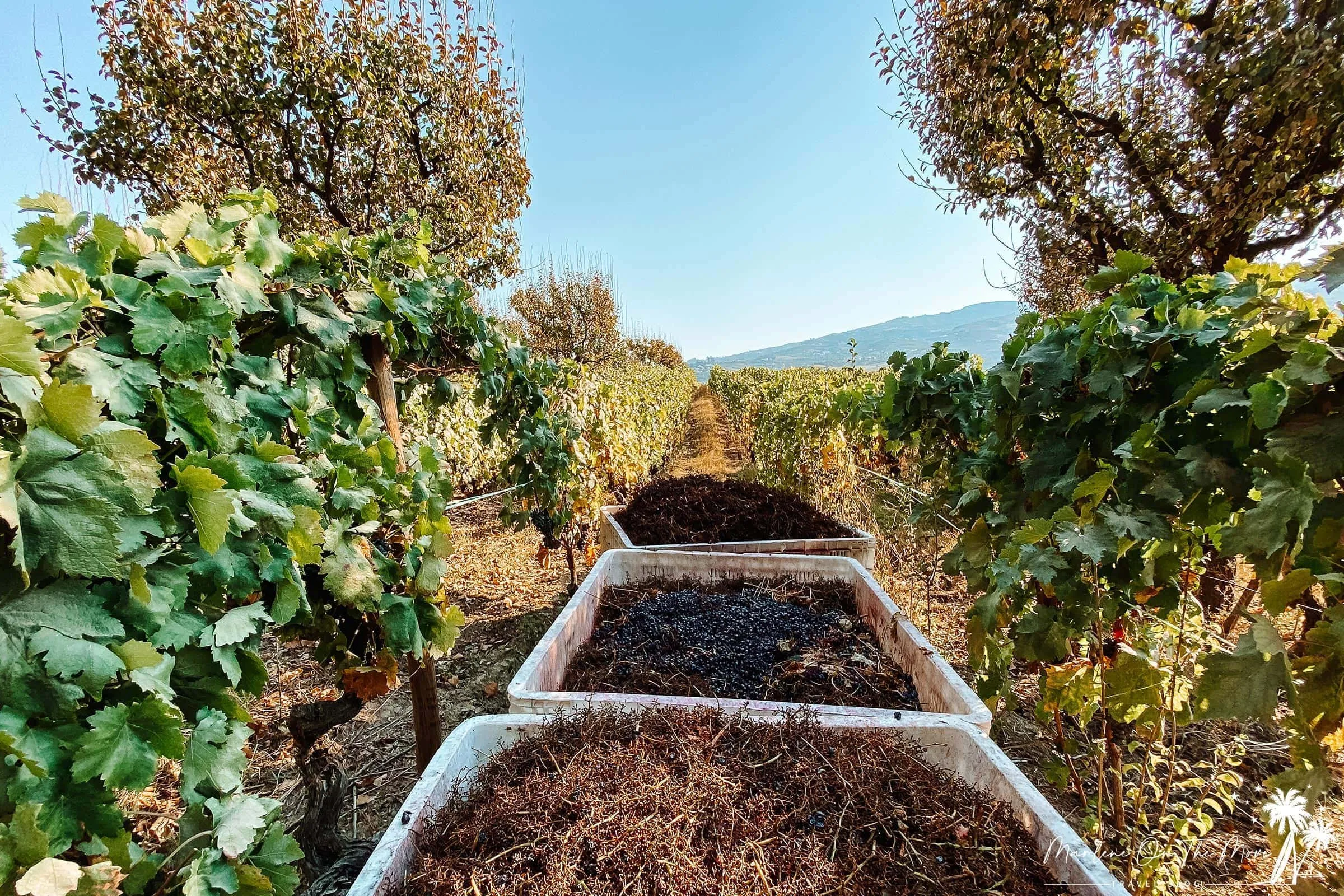 Vinha Quinta da Pacheca grapevine