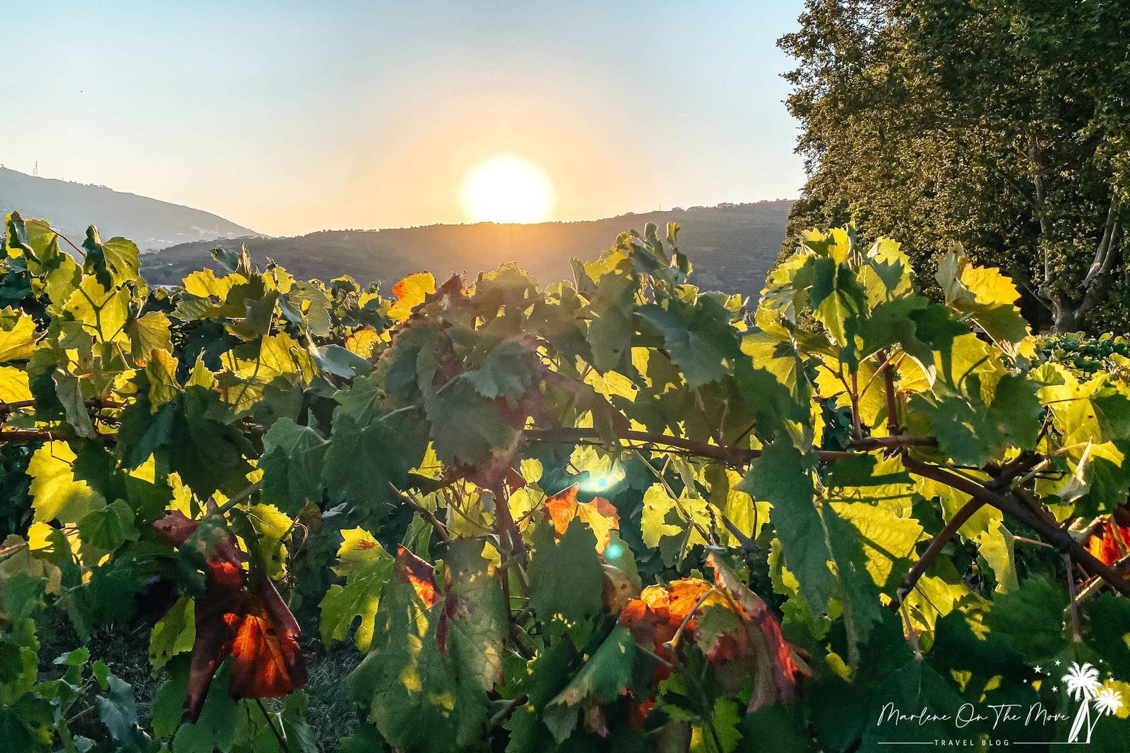 Quinta da Pacheca, Douro, Portugal