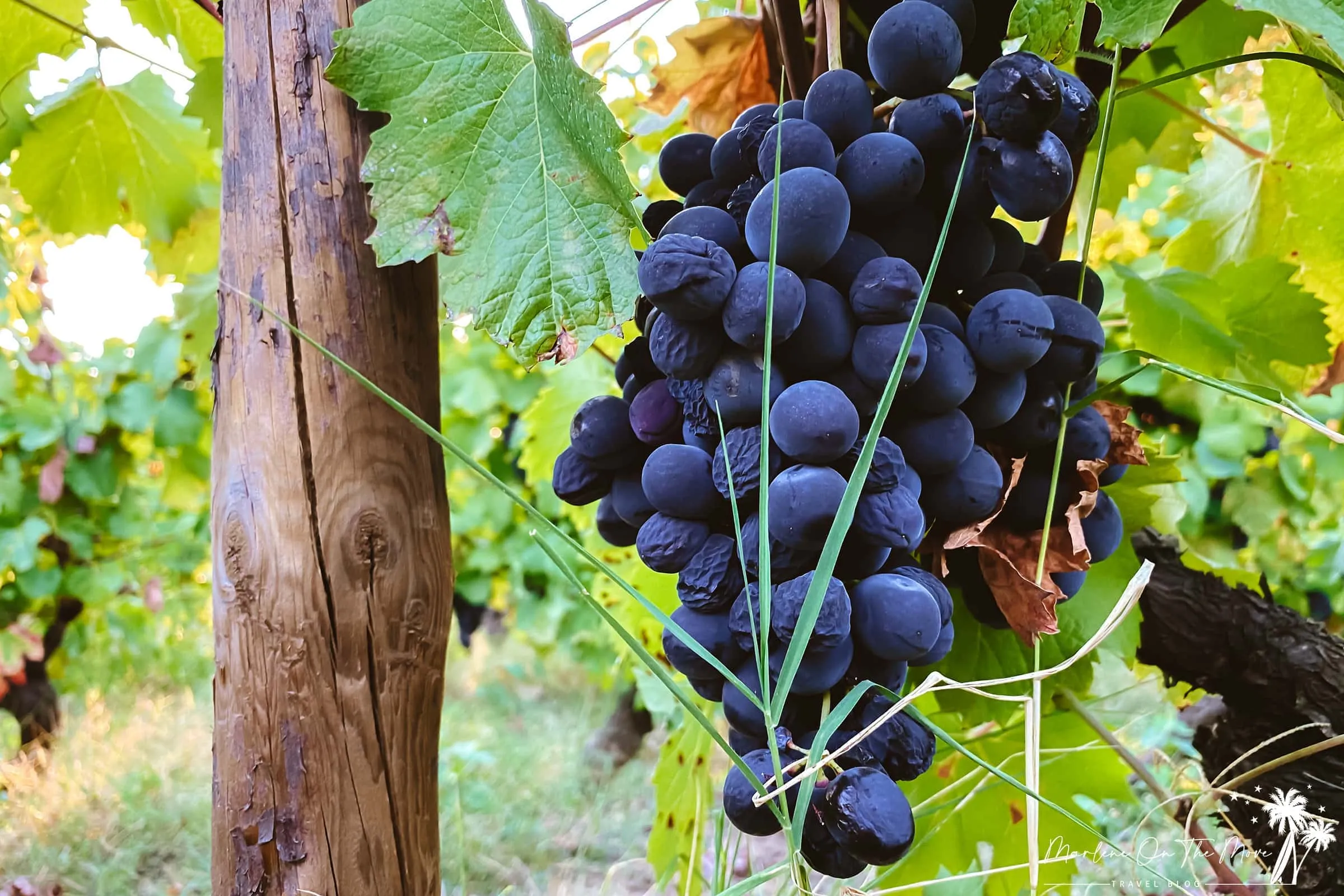 Vinha Quinta da Pacheca grapevine