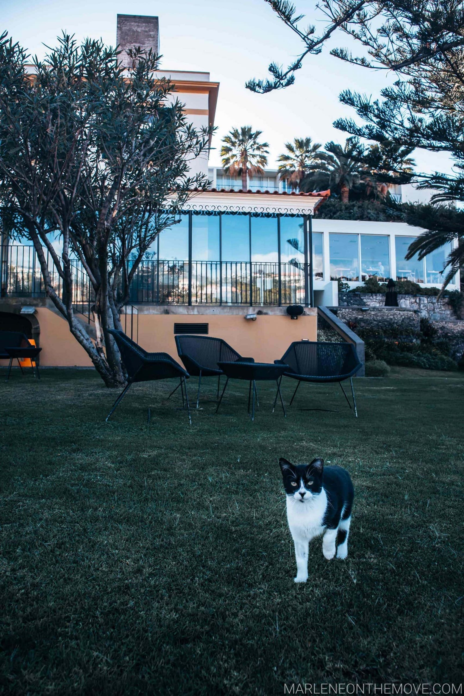 Gato no exterior bar Estalagem da Ponta do Sol with cat