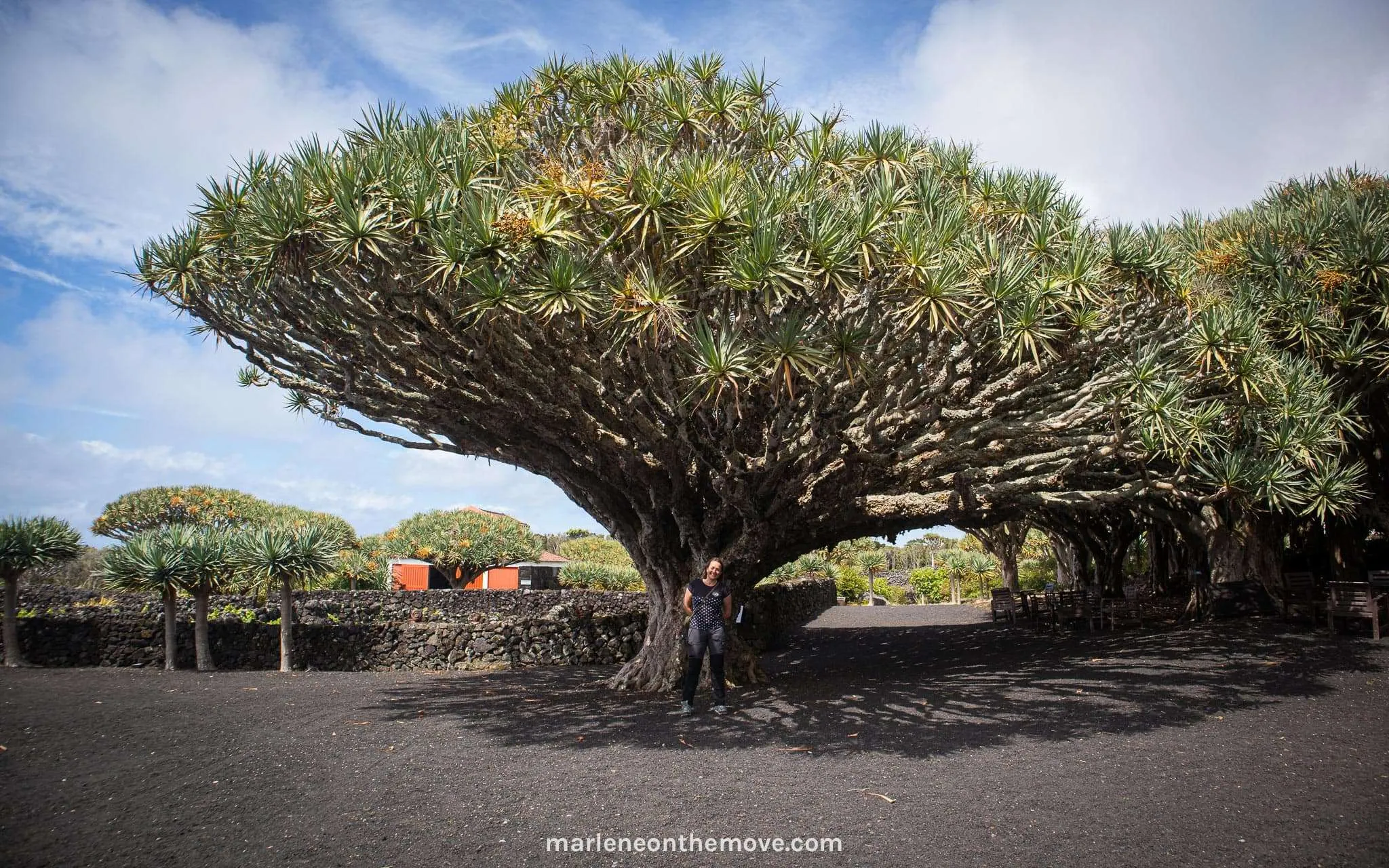 One of the old dragon trees in the wine museum in Pico. Floresta de dragoeiros no Museu do Vinho do Pico