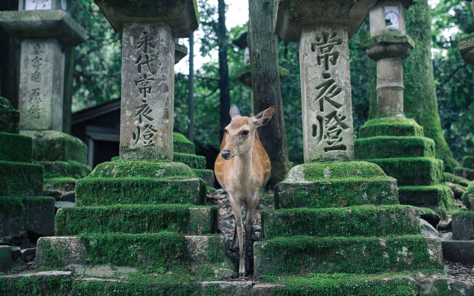 Nara Park, Japan