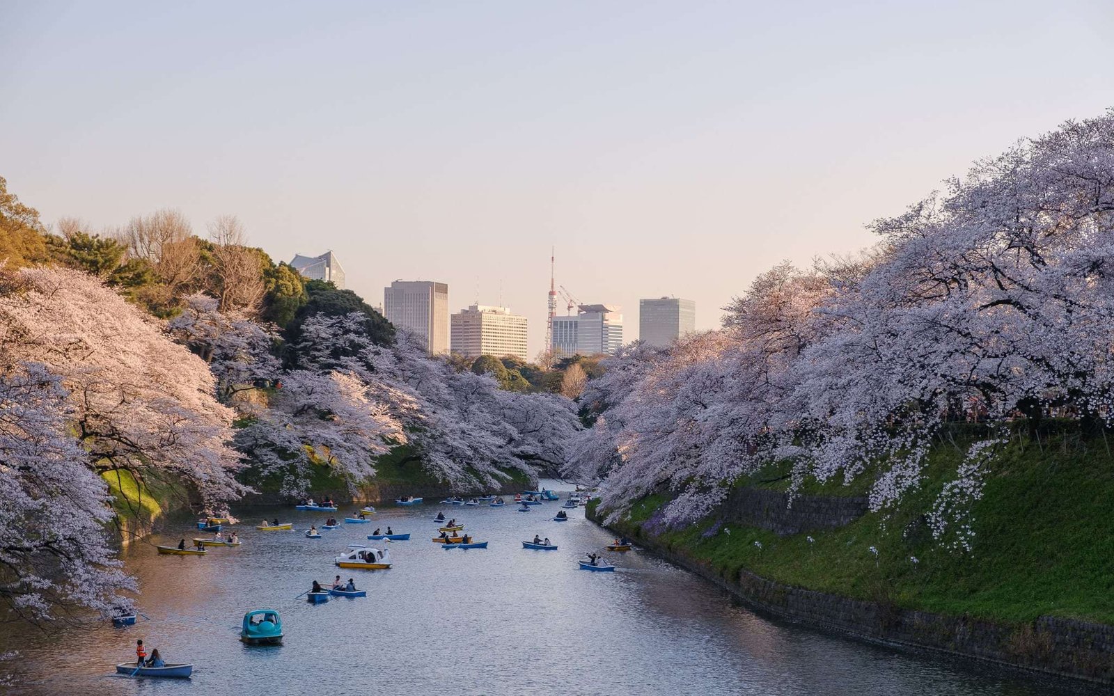 Época das flores de cerejeira em Tóquio, Japão