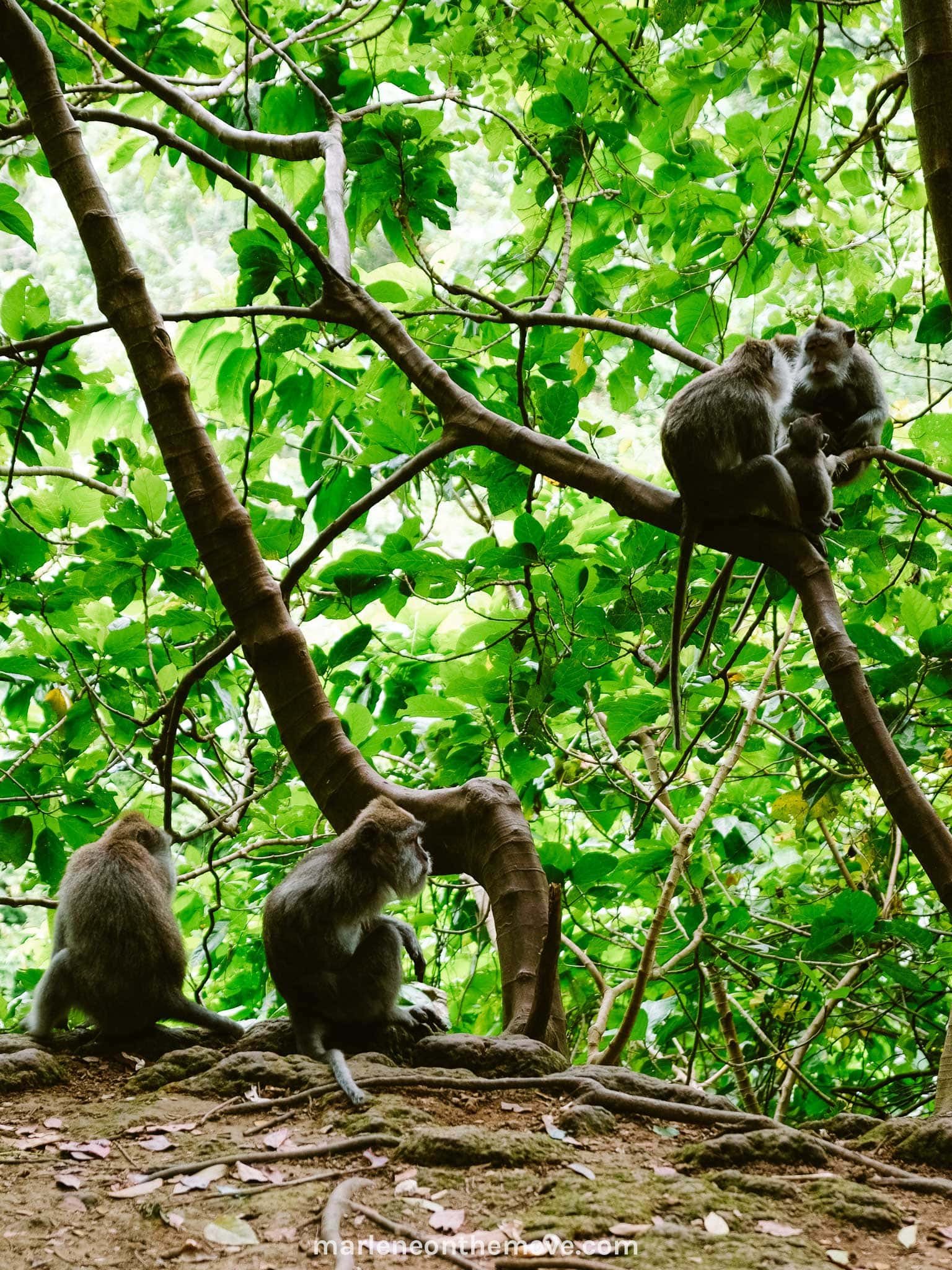 Monkeys in Ubud's Monkey Forest