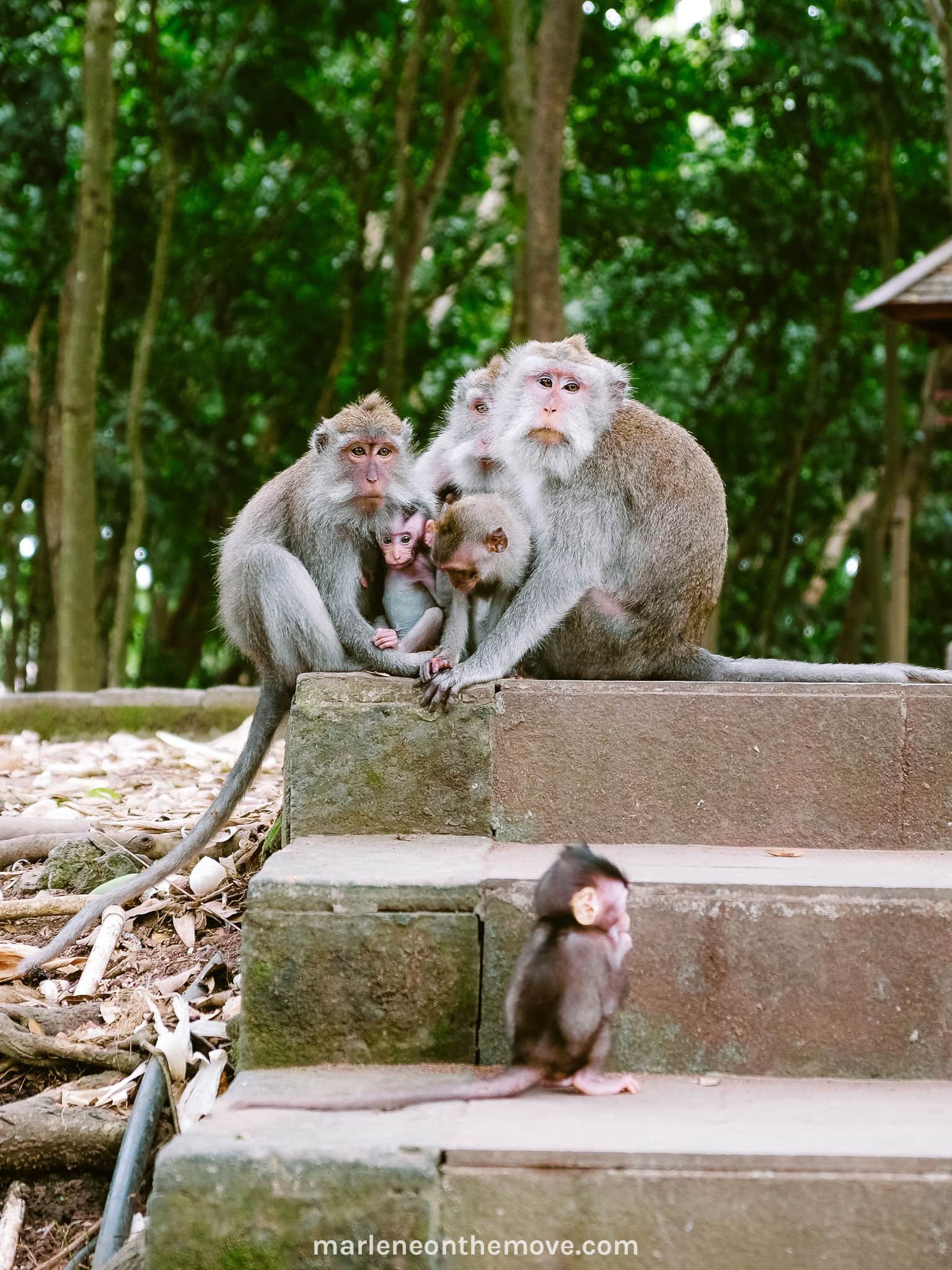 Monkeys in Monkey Forest Bali