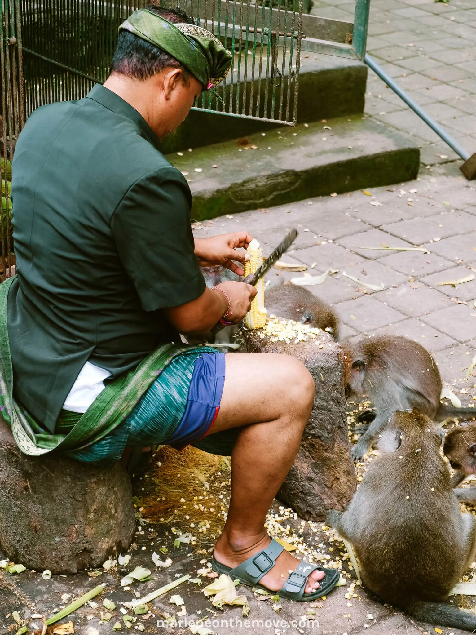 Park keeper giving food to the monkeys in the Monkey Forest