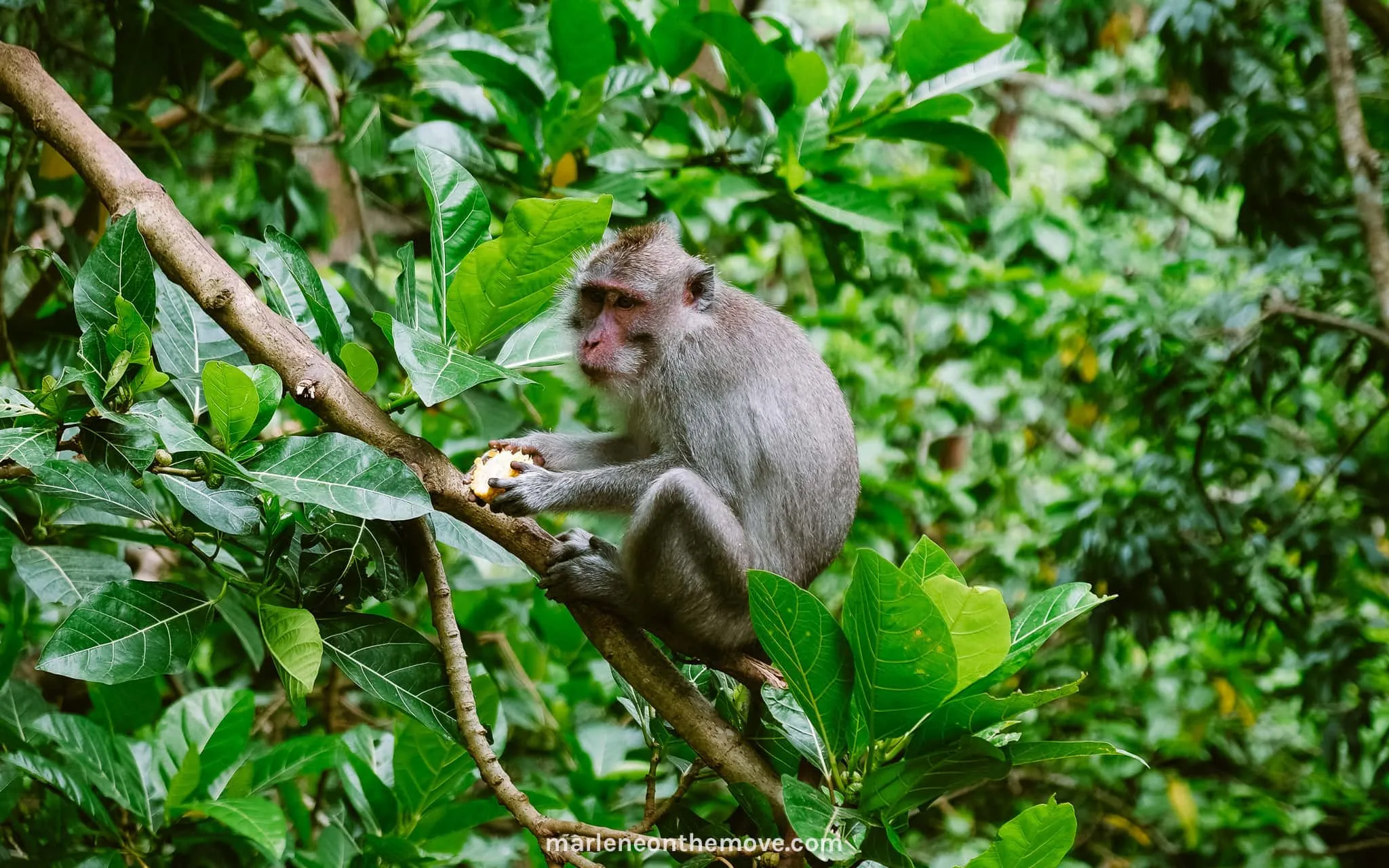 Monkey in Bali, Indonesia