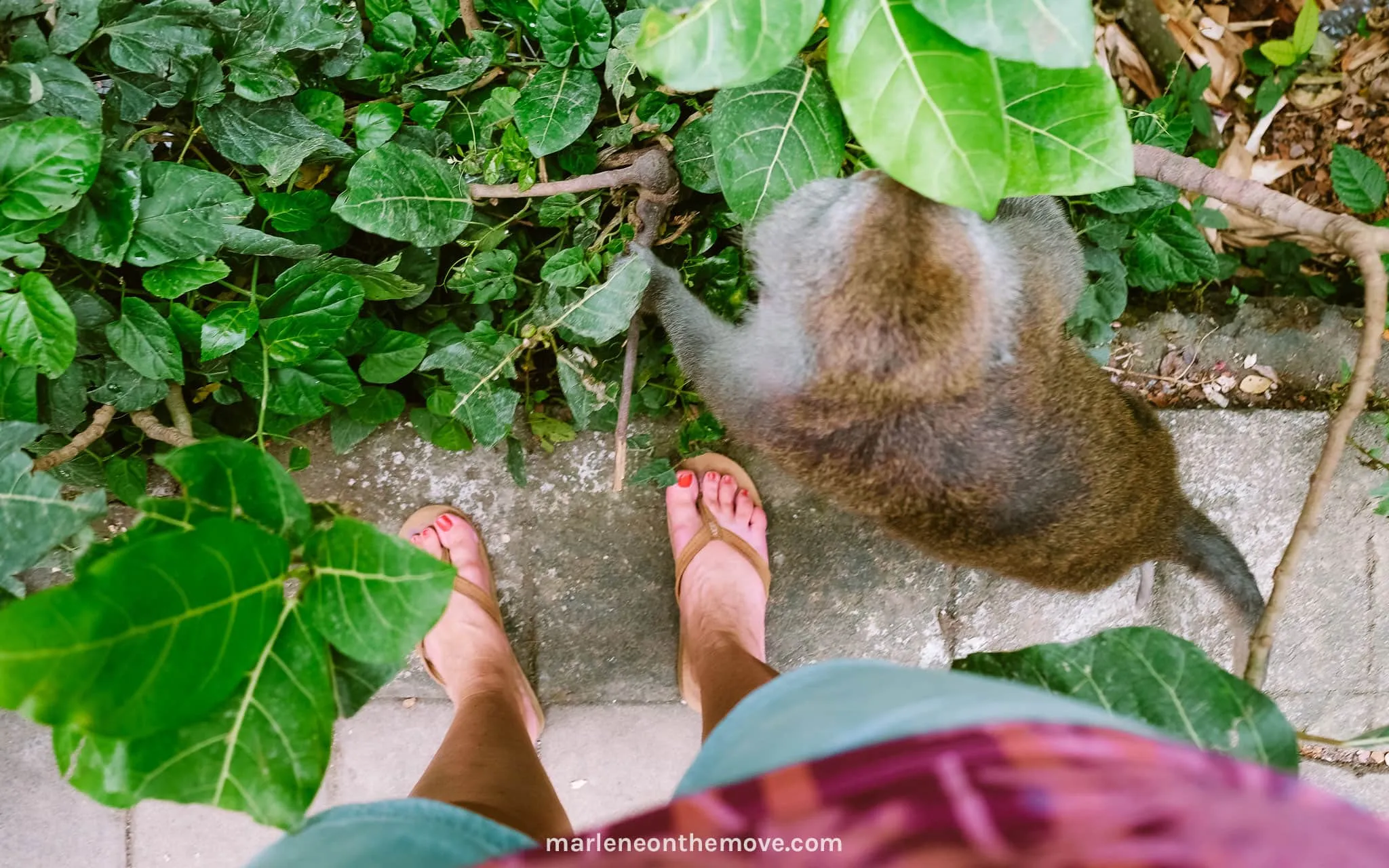 Ubud's Monkey Forest