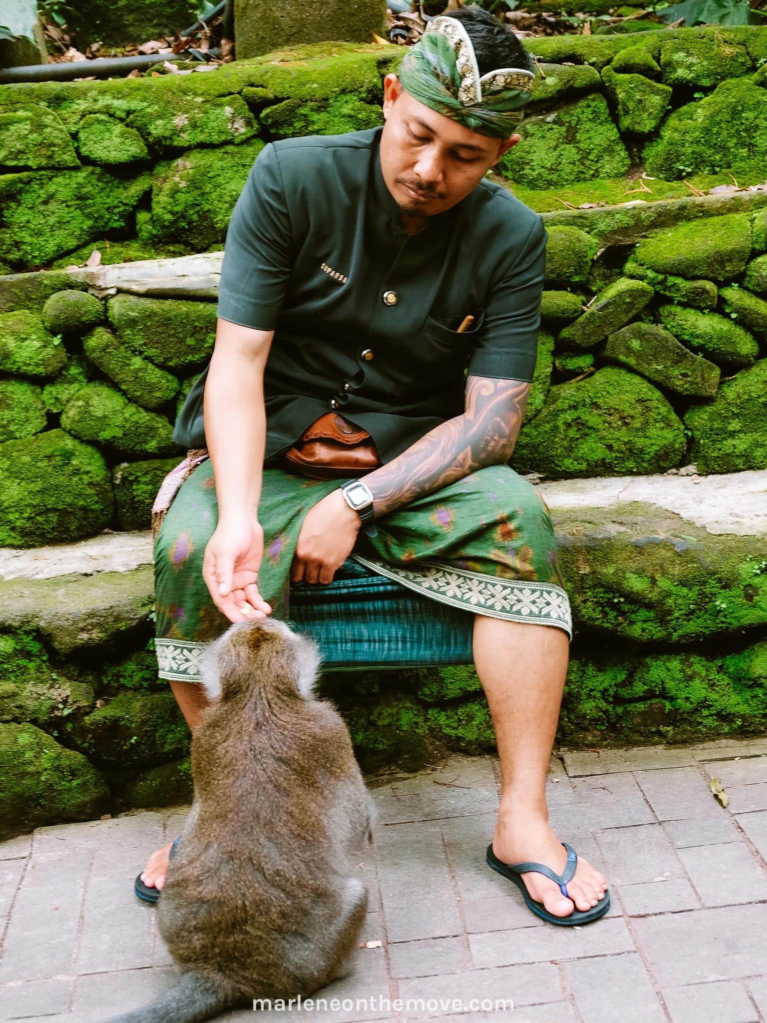 Park keeper giving food to the monkey in the Monkey Forest