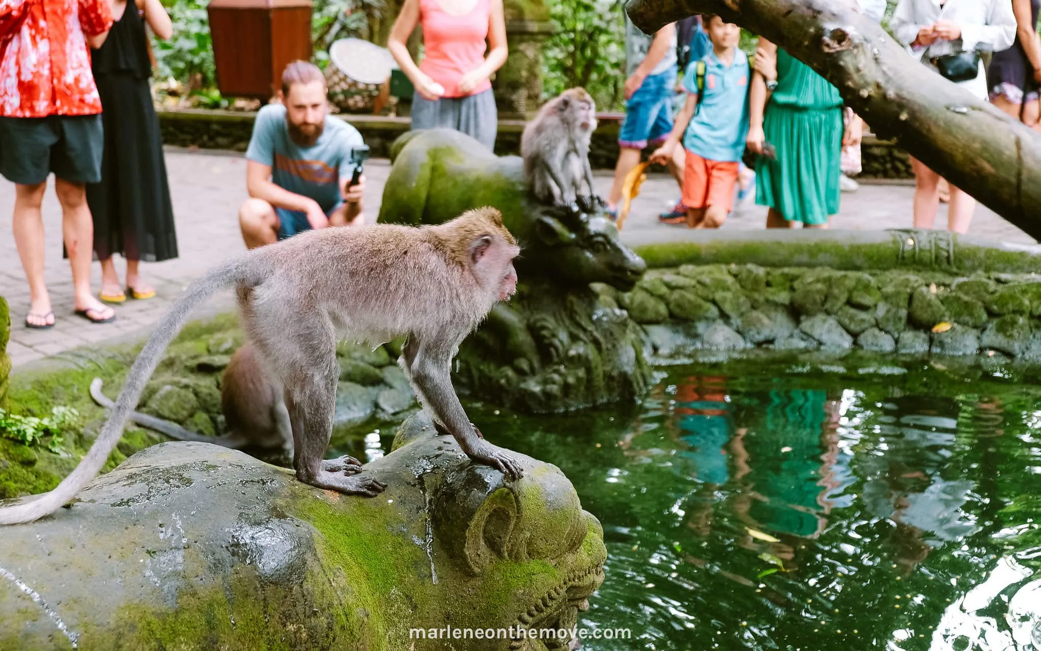 Monkey going for a bath at the Monkey Forest