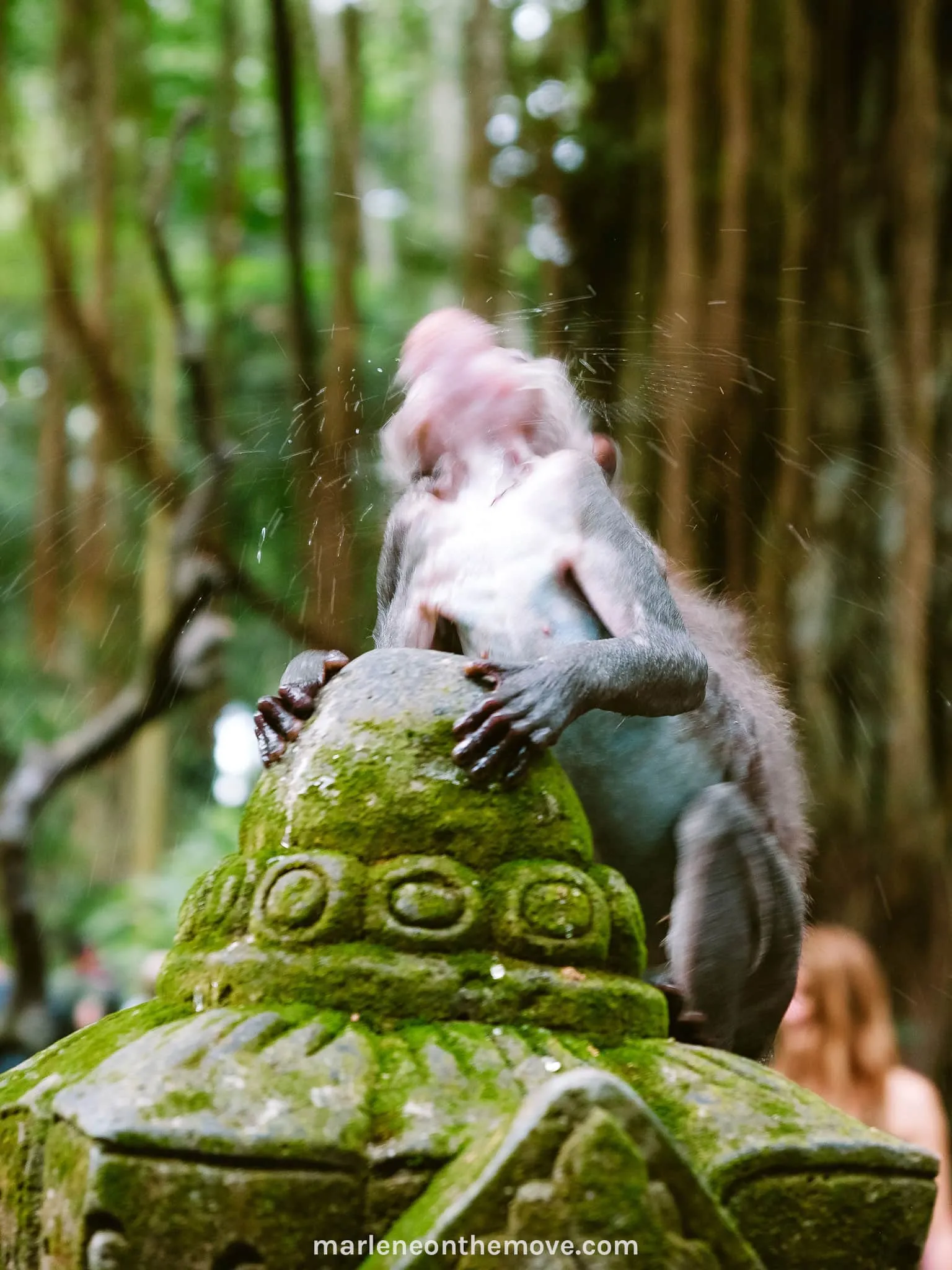 Cute monkey at Ubud's Monkey Forest