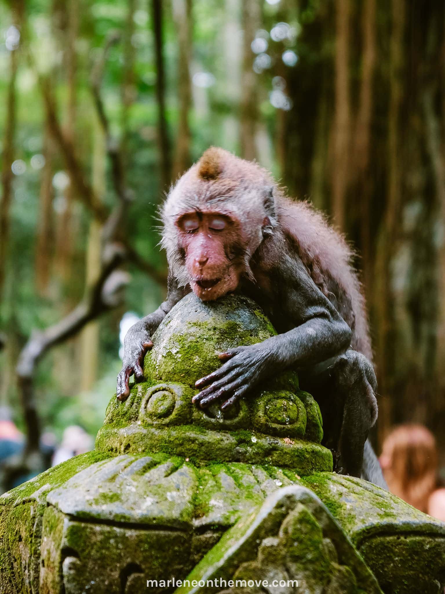 Cute monkey at Ubud's Monkey Forest