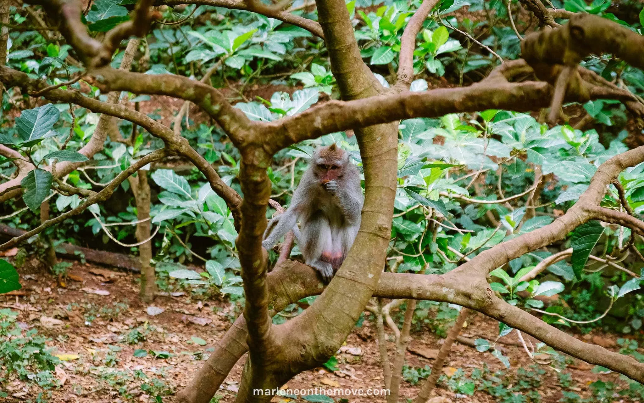 Ubud's Sacred Monkey Forest in Bali