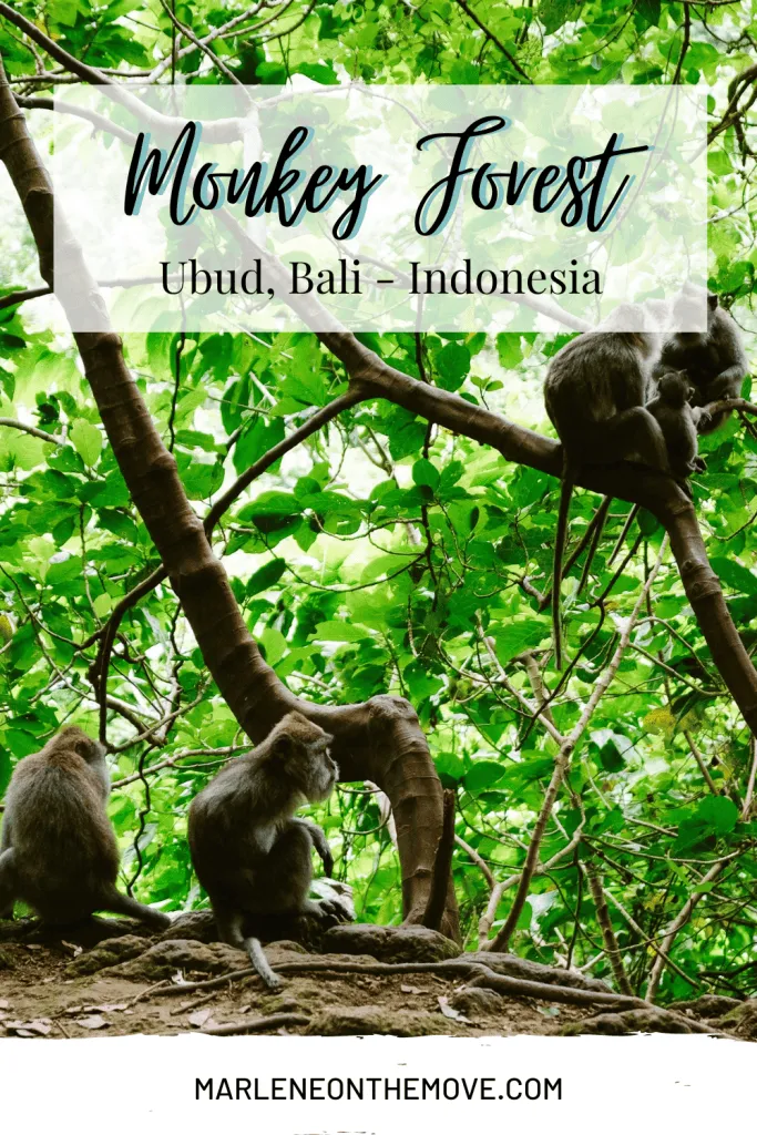 Explore Ubud's Sacred Monkey Forest in Bali with a captivating journey through its mystical sanctuary. Uncover ancient temples, meet playful primates, and immerse in Balinese culture.