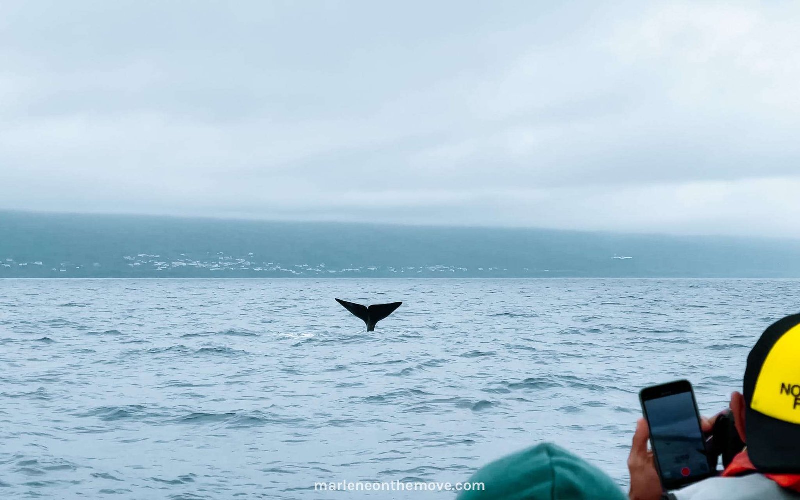 Observação de baleias nos Açores, na Ilha do Pico