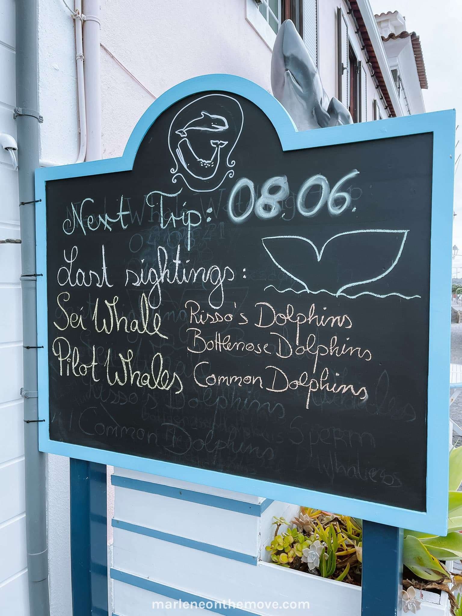 Espaço Talassa para observação de baleias nos Açores