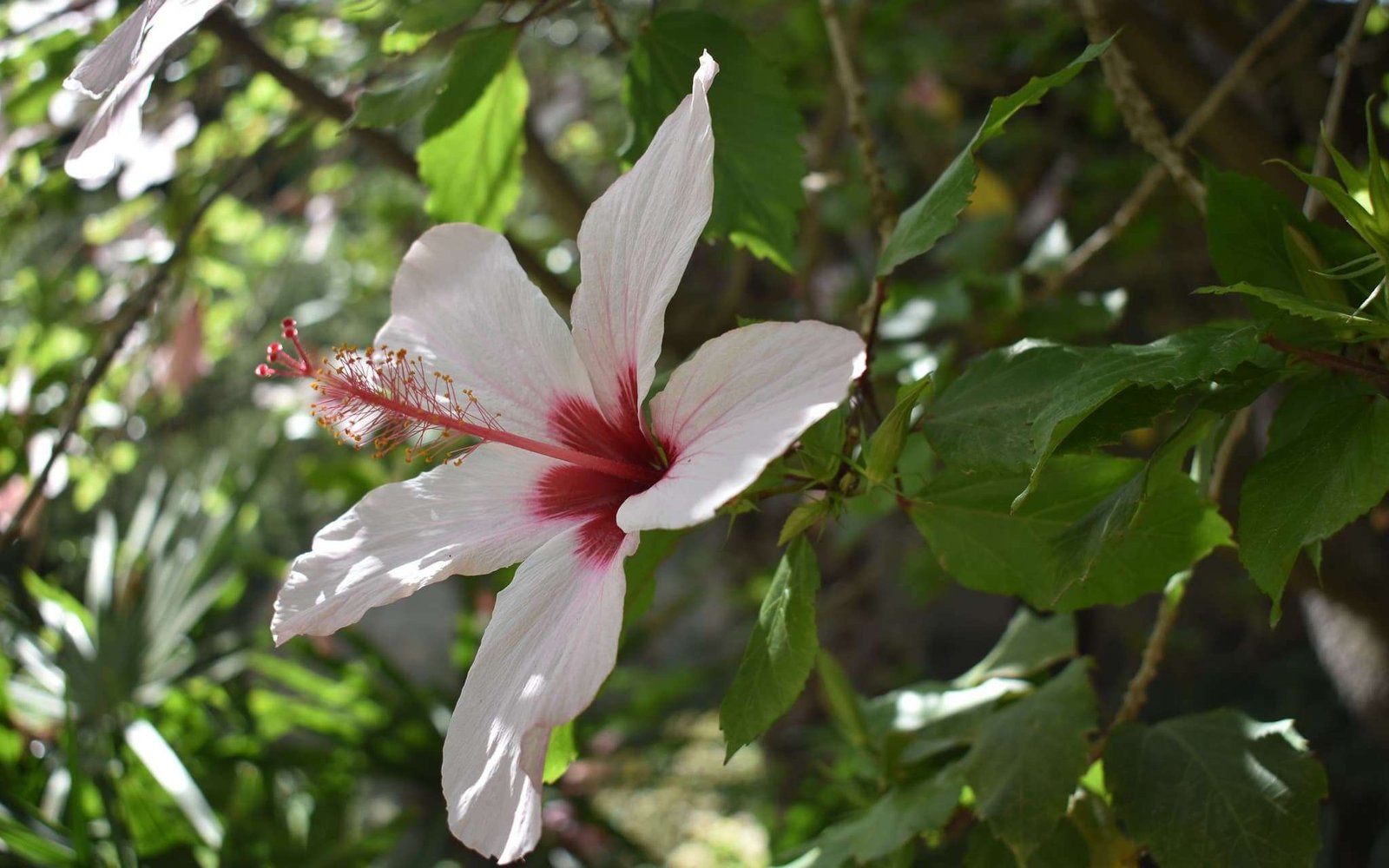 Passear no Jardim Botânico de Lisboa