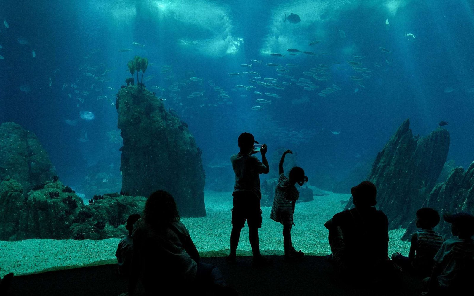 Visitar o Oceanário de Lisboa