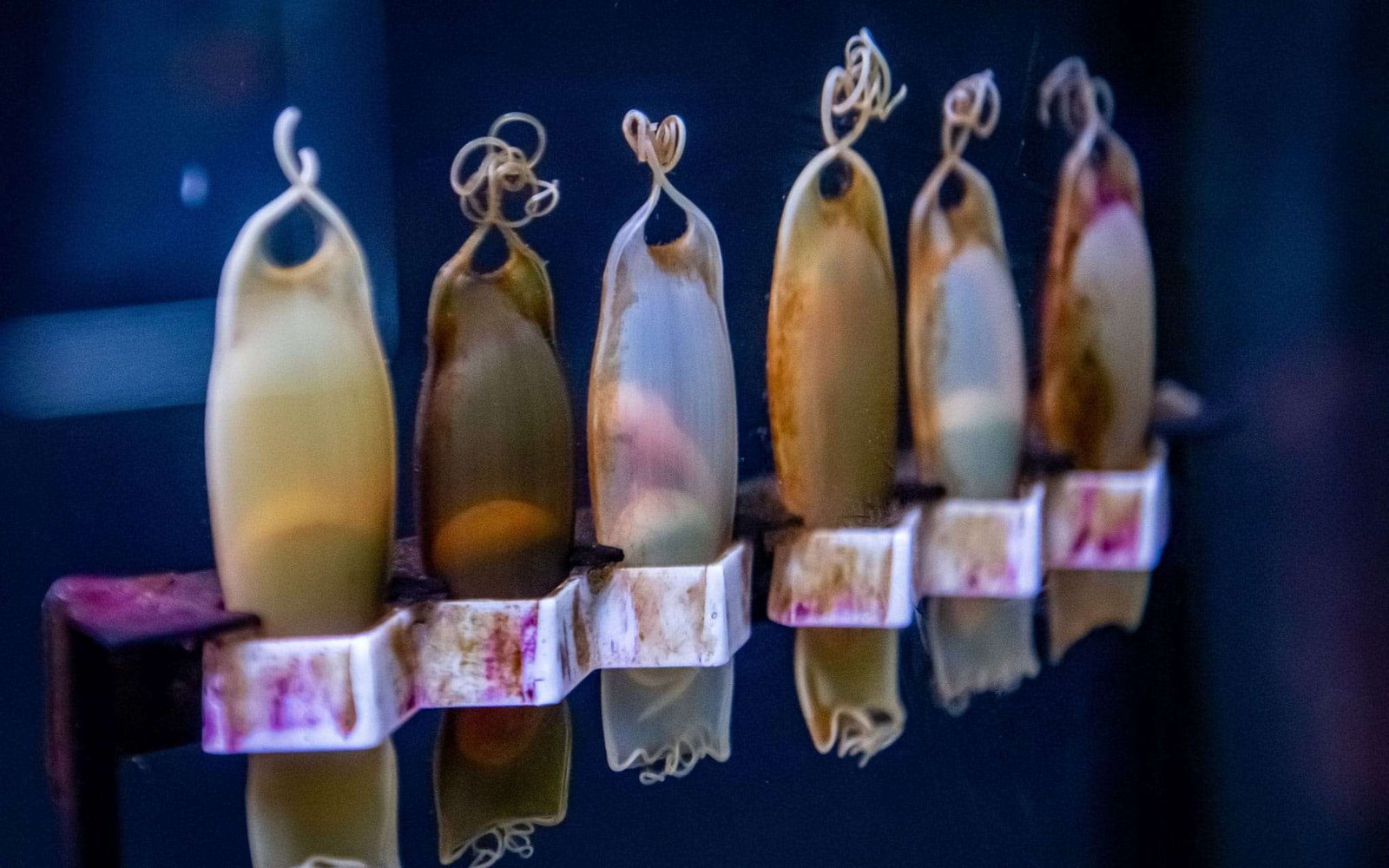 Visitar o Aquário Vasco da Gama