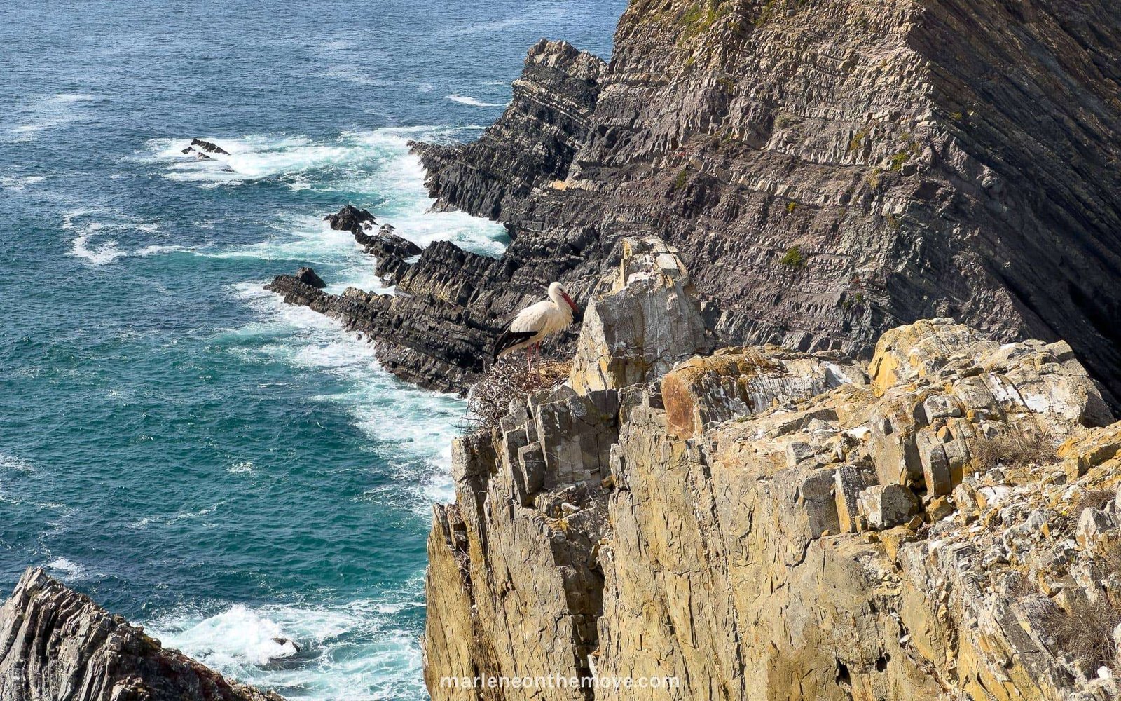 Cegonhas nas escarpas do Parque Natural do Sudoeste Alentejano e Costa Vicentina.