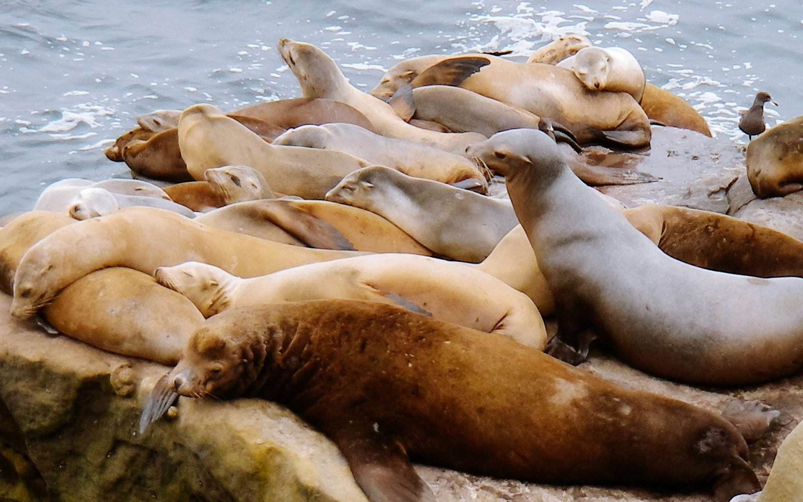 Vida selvagem na costa de San Diego, Califórnia