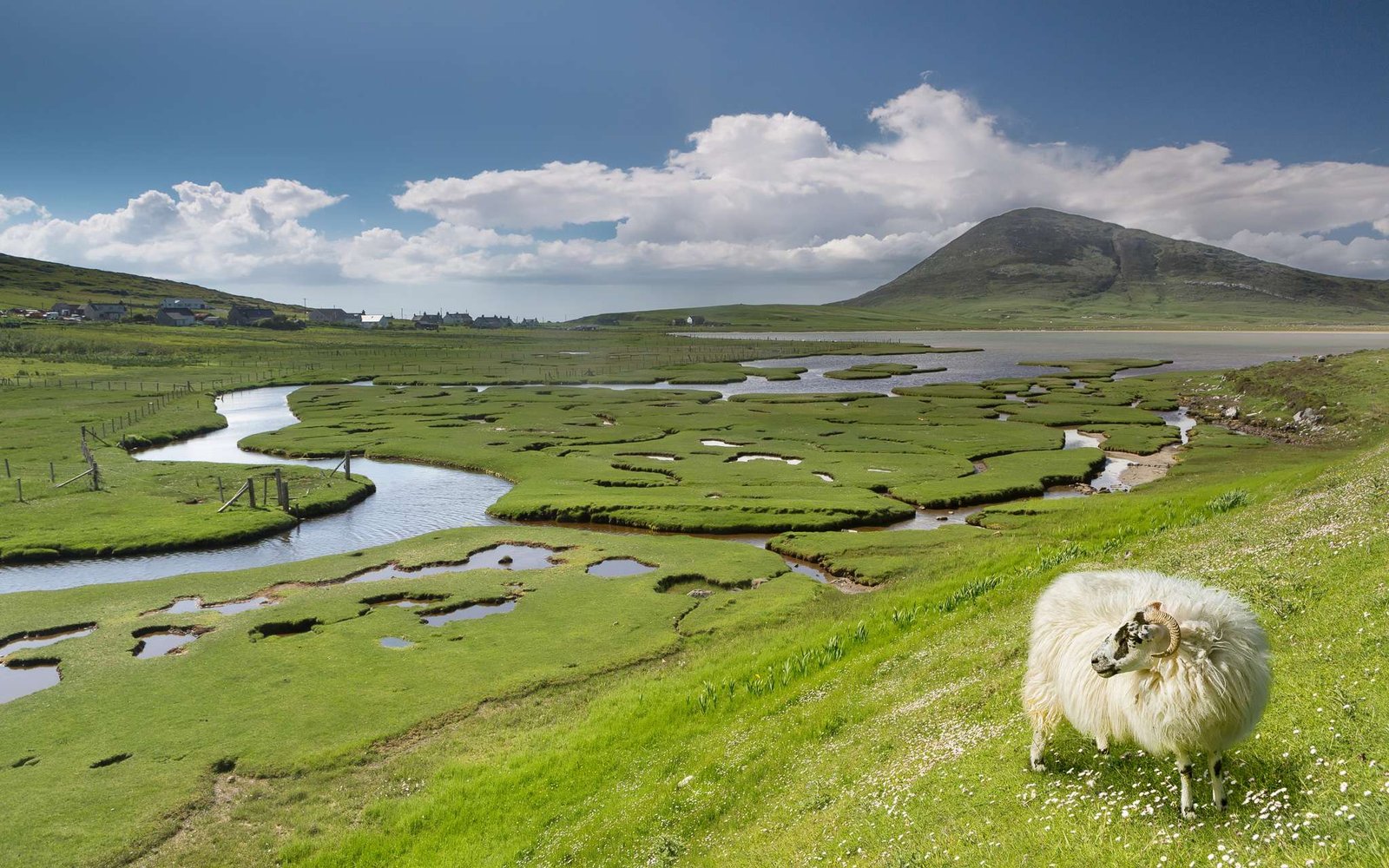 Scottish Sheep and saltings, Outer Hebrides, Scotland