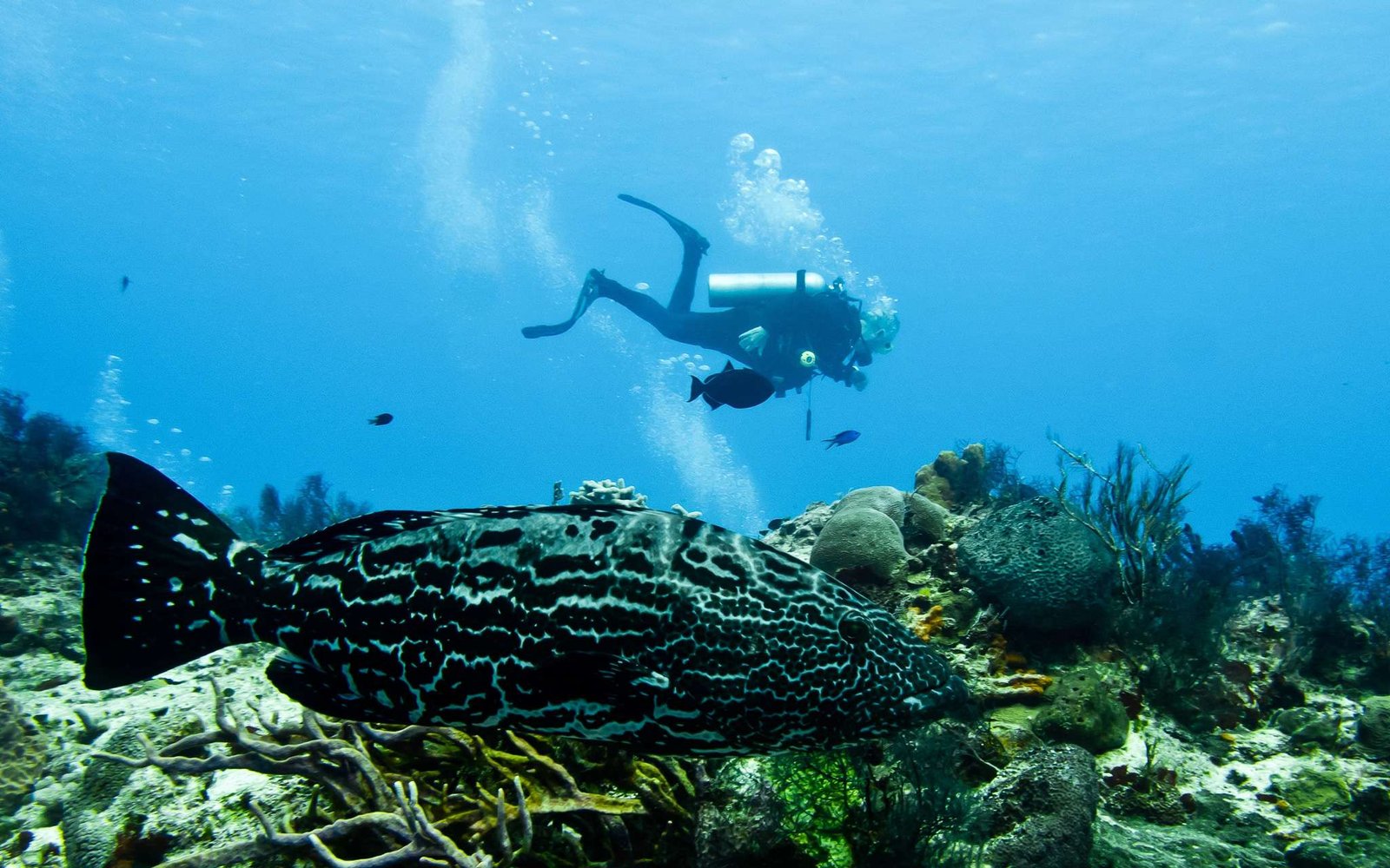 Grouper in the Caribbean ocean with diver, near Cozumel, one of the places in Mexico to travel in 2025
