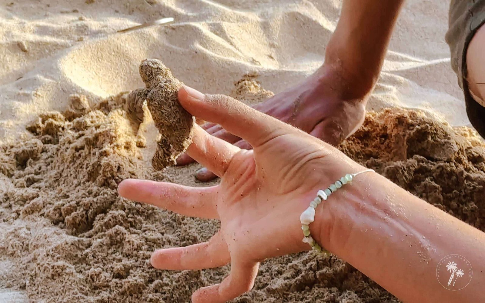 A little baby sea turtles born