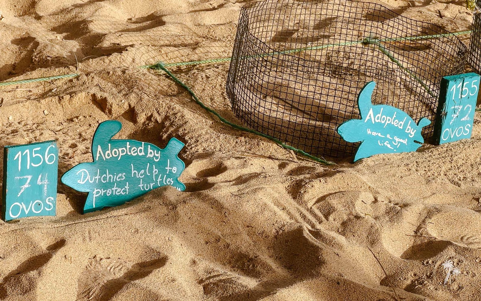 Os ninhos de tartarugas marinhas num viveiro do Projeto Biodiversidade na Ilha do Sal