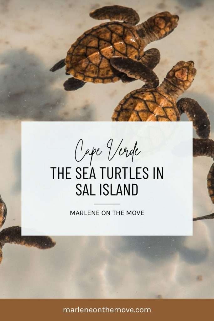 META: Discover the life cycle of sea turtles on Sal Island and live a unique experience with Project Biodiversity. Here’s a trip full of nature, adventure, and conservation!