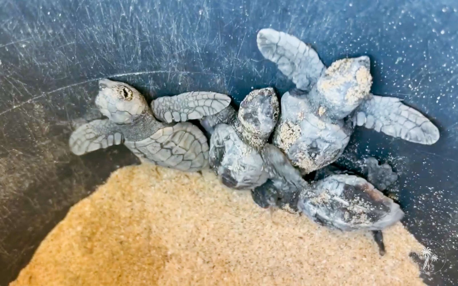 Podcast de viagens sobre as tartarugas marinhas na Ilha do Sal