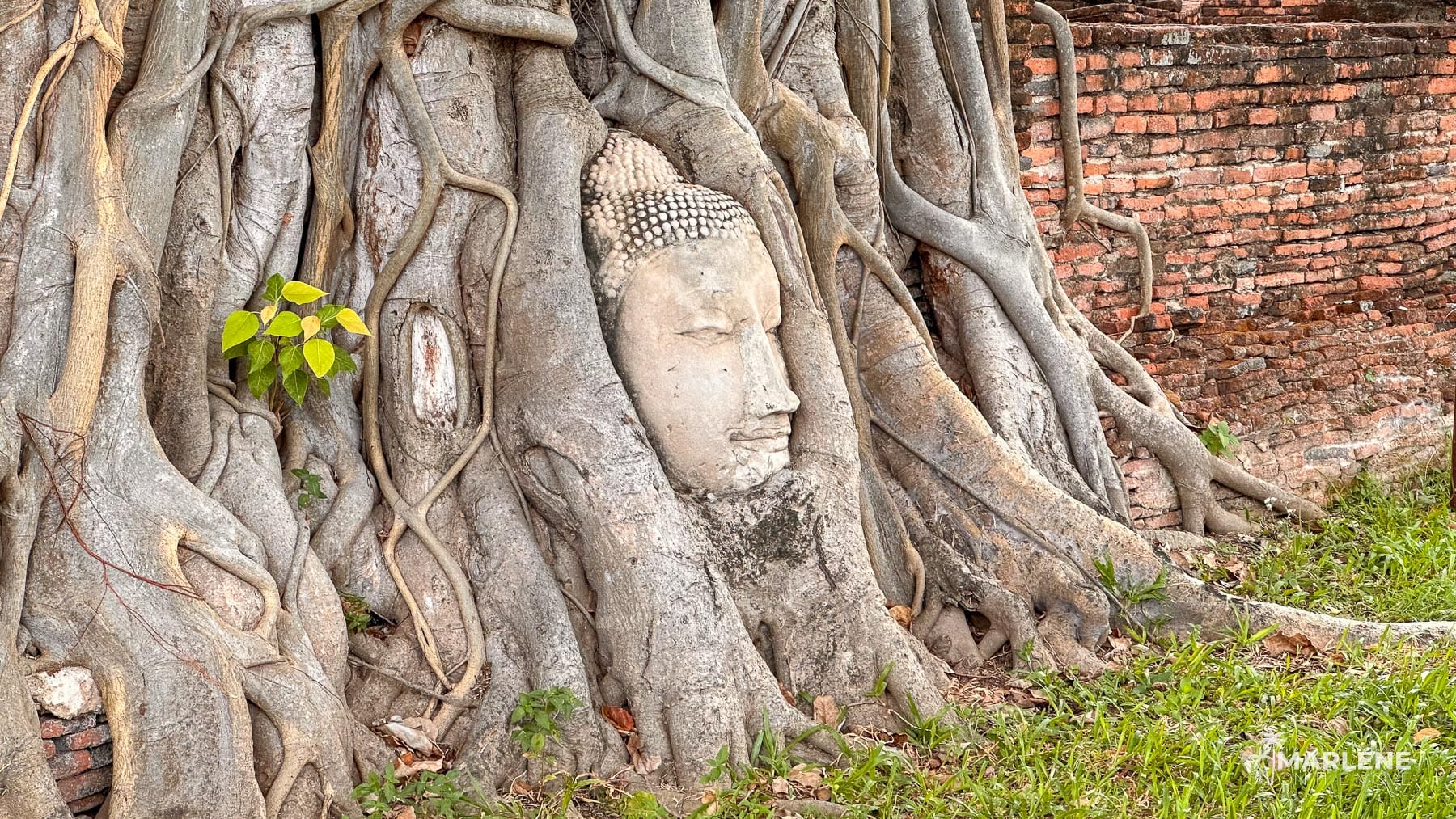 Buddha head entwined in the roots of a sacred fig tree at Wat Phra Mahathat, Ayutthaya, Thailand