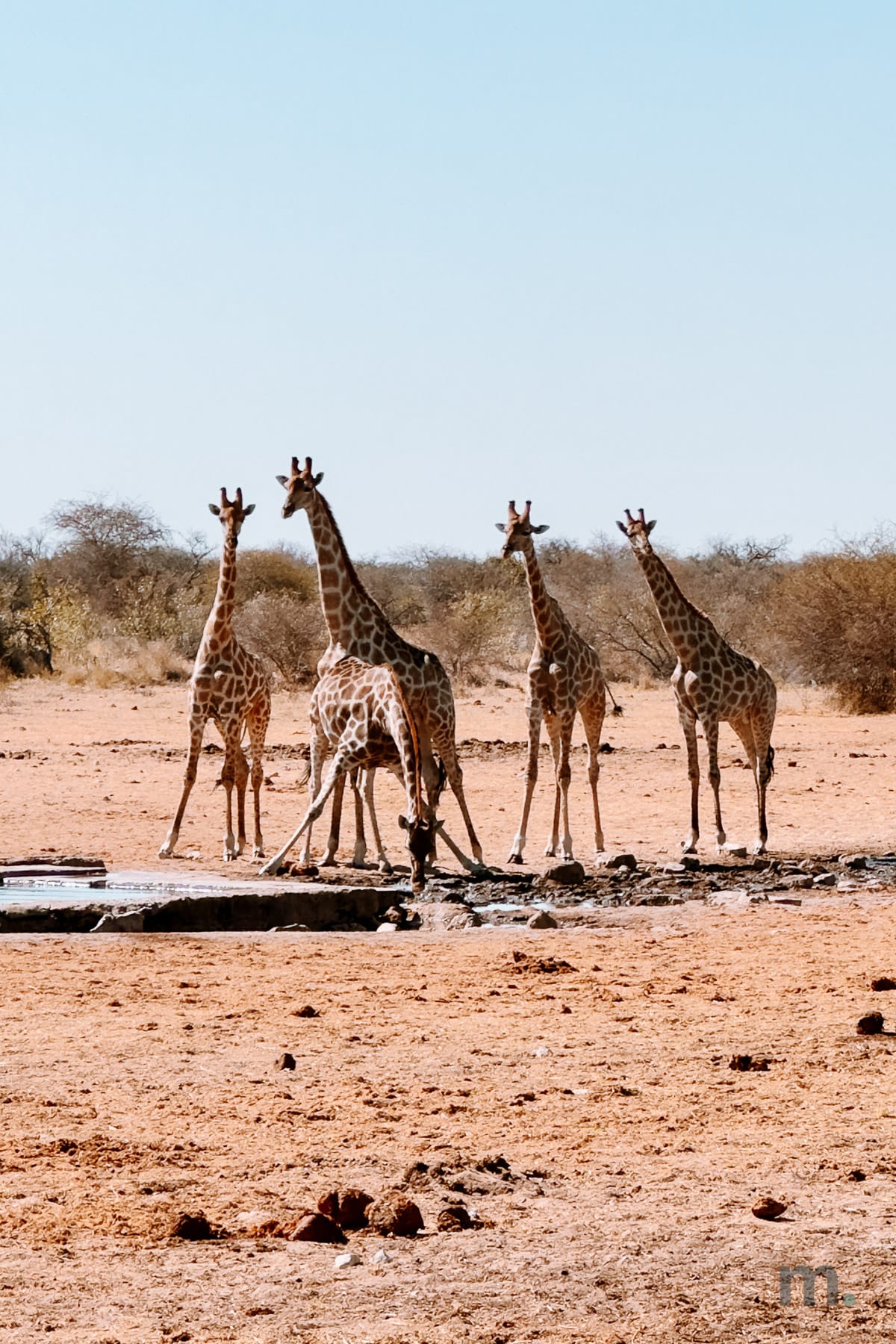 Five giraffes at an Etosha waterhole, one splaying its legs to drink