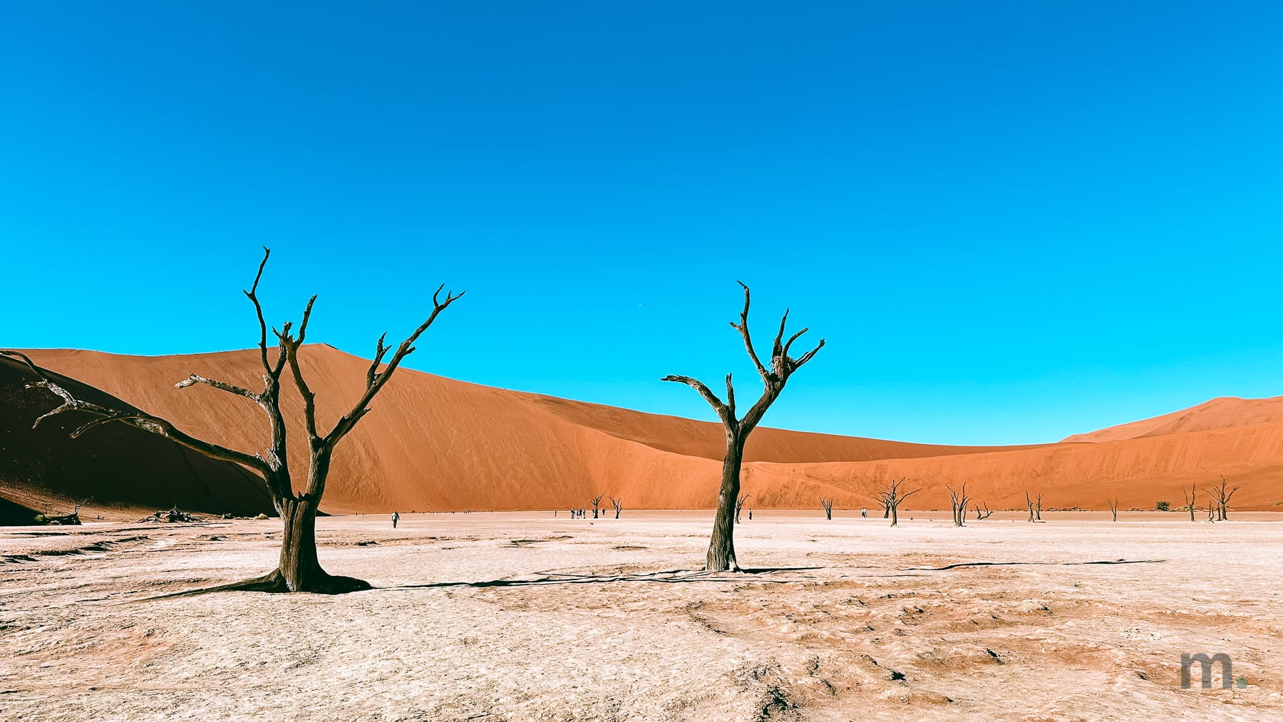 Dead camel thorn trees at Deadvlei on the white pan, red dune behind